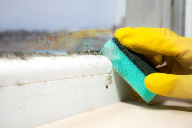 Best Mold removal after water damage  in Spencerport, NY